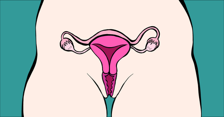 Afbeelding van Baarmoeder