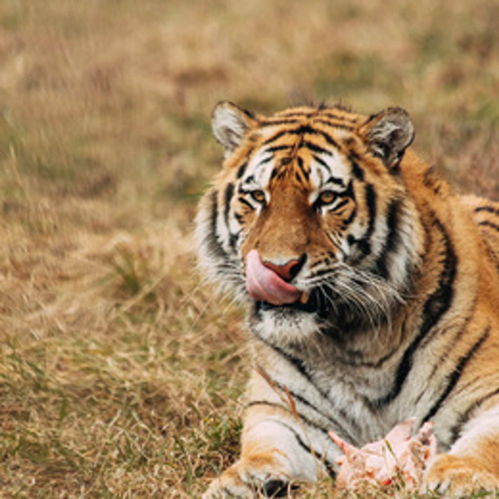 tijgah2_thumb_square-1689672323